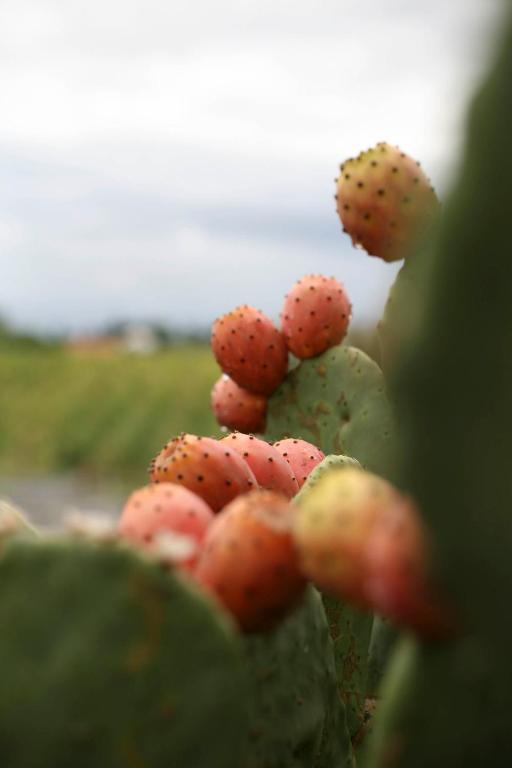 Tenuta La Lupa Castellina Marittima Kültér fotó